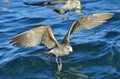 Flying  Juvenile Kelp gull Larus dominicanus, also known as the Dominican gull and Black Backed Kelp Gull. Blue water of the Royalty Free Stock Photo