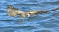 Flying  Juvenile Kelp gull Larus dominicanus, also known as the Dominican gull and Black Backed Kelp Gull. Blue water of the Royalty Free Stock Photo