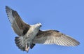 Flying Juvenile Kelp gull Larus dominicanus, also known as the Dominican gull and Black Backed Kelp Gull. Blue sky natural back Royalty Free Stock Photo