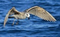 Flying Juvenile Kelp gull Larus dominicanus, also known as the Dominican gull and Black Backed Kelp Gull. Blue water of the oce Royalty Free Stock Photo