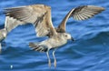 Flying Juvenile Kelp gull Larus dominicanus. Blue water of the oce Royalty Free Stock Photo