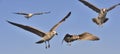 Flying Juvenile Kelp gull Larus dominicanus, also known as the Dominican gull and Black Backed Kelp Gull. Natural blue sky backg Royalty Free Stock Photo