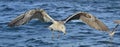 Flying Juvenile Kelp gull Larus dominicanus, also known as the Dominican gull and Black Backed Kelp Gull. Natural blue water bac Royalty Free Stock Photo