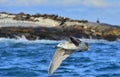 Flying Juvenile Kelp gull . Scientific name: Larus dominicanus, also known as the Dominican gull and Black Backed Kelp Gull. Blue Royalty Free Stock Photo