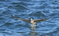 Flying Juvenile Kelp gull . Scientific name: Larus dominicanus, also known as the Dominican gull and Black Backed Kelp Gull. Blue Royalty Free Stock Photo