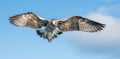 Flying Juvenile Kelp gull & x28;Larus dominicanus& x29;, also known as the Dominican gull and Black Backed Kelp Gull. Blue sky Royalty Free Stock Photo