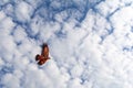 Flying kite in form of Eagle flying in blue cloudy sky Royalty Free Stock Photo