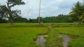 Flying kites in a paddy field