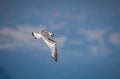 Flying Kittiwake. with soft clouds and blue sky background