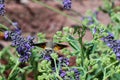 Kolibri hawk moth taking nectar from lavender