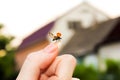 Flying ladybird Royalty Free Stock Photo