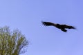 Flying lappet-faced vulture also known as Nubian vulture Royalty Free Stock Photo