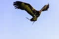 Flying lappet-faced vulture also known as Nubian vulture Royalty Free Stock Photo