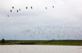 Flying lapwings in the dutch Polder Breebaart Royalty Free Stock Photo