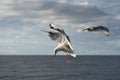 Flying laughing gull or sea gull in the blue sky with white clouds. Piture taken on the coast of Baltic sea in the East Germany Royalty Free Stock Photo