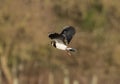 Flying lawing bird over a field in the countryside Royalty Free Stock Photo