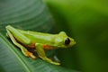 Flying Leaf Frog, Agalychnis spurrelli, green frog sitting on the leaves, tree frog in the nature habitat, Corcovado, Costa Rica