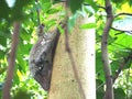 Flying Lemur or Colugo