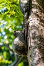 Flying Lemur Galeopterus variegatus attached to a tree in a tropical forest in South East Asia Royalty Free Stock Photo