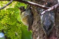 Flying Lemur Galeopterus variegatus attached to a tree in a tropical forest in South East Asia Royalty Free Stock Photo