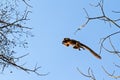 Flying lemur Royalty Free Stock Photo