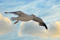 Flying lesser black backed sea gull with open wings during flight in front of blue sky with clouds Royalty Free Stock Photo