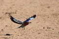 The flying Lilac-breasted Roller Coracias caudatus flying over the dry sand in Kalahari desert