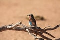 The flying Lilac-breasted Roller Coracias caudatus vsitting on the old dry branch in Kalahari desert