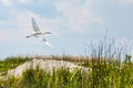 Flying little egret in Danube Delta
