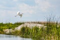 Flying little egret in Danube Delta
