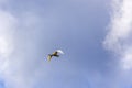 A flying Little Egret Egretta garzetta