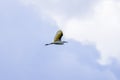 A flying Little Egret Egretta garzetta