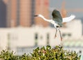 Flying Little Egret