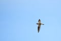Flying little ringed plover