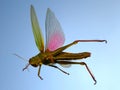 Flying locust Royalty Free Stock Photo