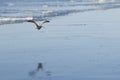 Flying long-billed curlew