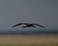 Flying low White-faced Ibis Royalty Free Stock Photo