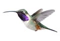 Flying Lucifer Hummingbird - Calothorax lucifer.