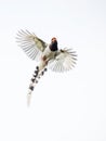 Flying magpie, spread its wings