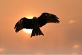 Flying majestic black kite against sun