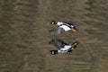 Flying male Common goldeneye reflected in pond water surface Royalty Free Stock Photo