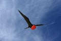 Flying male frigatebird during mating season