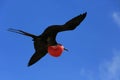 Flying male frigatebird during mating season