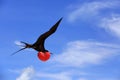 Flying male frigatebird during mating season