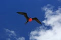 Flying male frigatebird during mating season