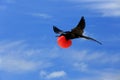Flying male frigatebird during mating season