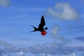 Flying male frigatebird during mating season