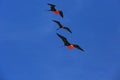 Flying male frigatebirds during mating season