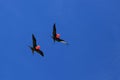 Flying male frigatebirds during mating season