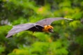 Flying male Lyle's flying fox